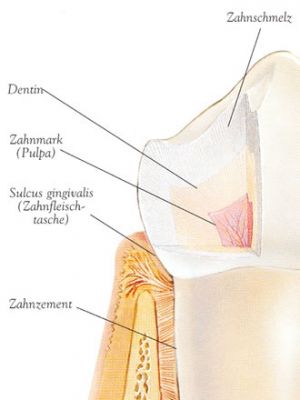  Zahnschmelz und Pulpa